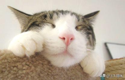 猫咪:你家猫咪有哪些特别的癖好？