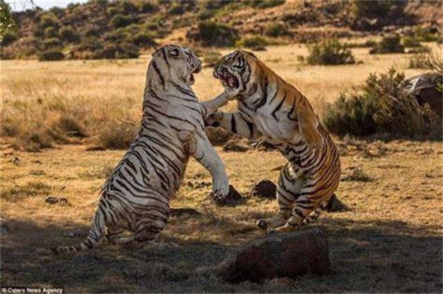 老虎在非洲能生存吗，老虎放到非洲大草原上还能活下去吗会不会被狮群消灭
