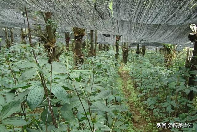 重楼怎么种植(重楼怎么种植才好)