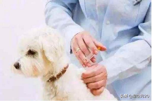 病毒性犬瘟热初期症状:狗感冒与犬瘟热的区别及感冒的诊断治疗？