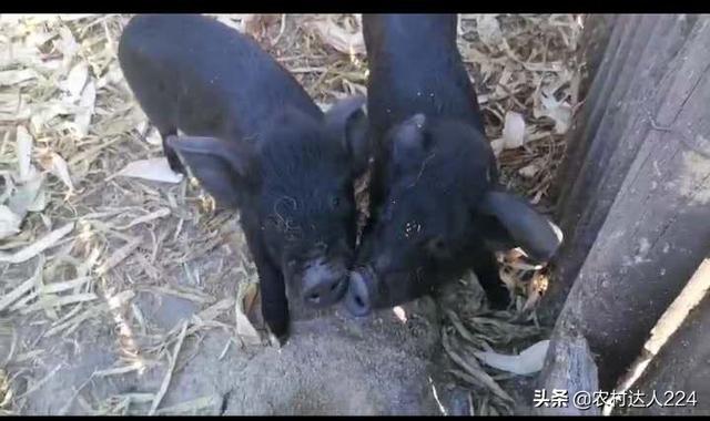 同样是养猪,为什么有的挣钱,有的亏本？