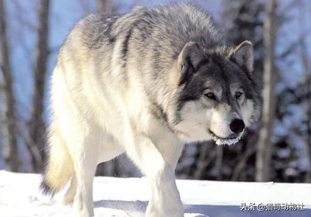 大型犬斗狗打架视频:世界上品种最大的狗，可以打得过品种最小的老虎吗？为什么？