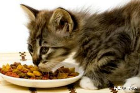 新手养猫注意事项两个月:新手养猫有哪些注意事项？