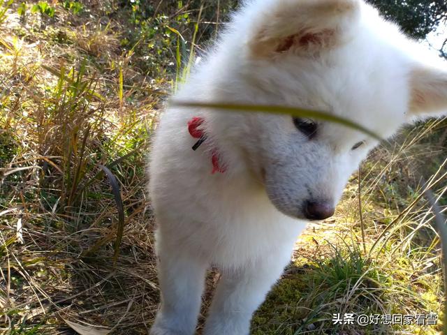 田园犬:如何评价中华田园犬？颜值可以有多高？