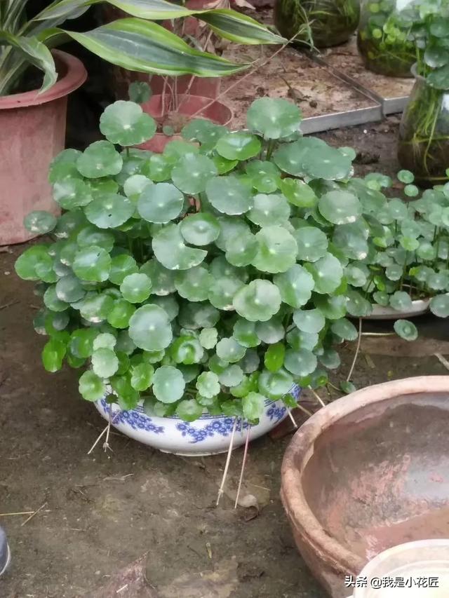 小型观花植物:室内观花植物 丽格海棠深受人们喜欢，要如何去栽培管理呢？