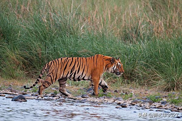 华南虎孟加拉虎东北虎加起来谁更强(东北虎,孟加拉虎,华南虎三种虎的