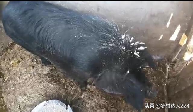 母猪肠胃炎最佳治疗方法:空怀母猪体温39.5℃，半口食，粪便干燥是怎么回事？