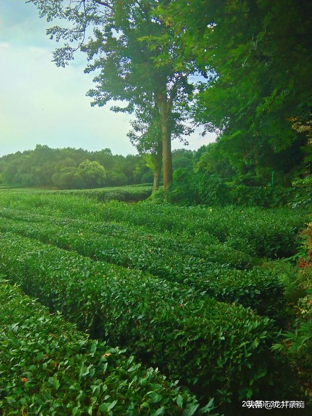 乐果农药的残留期长吗:茶叶种植过程是否需要打农药？有农药残留问题么？