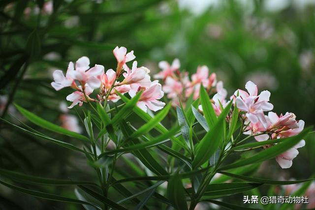 鸡母珠:你认为地球上最毒的植物是哪种