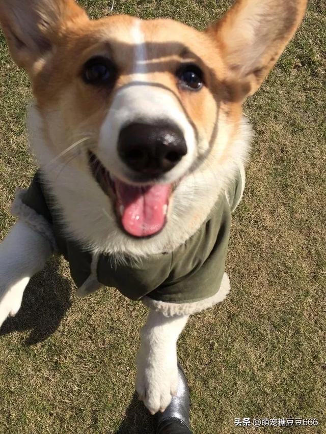 柯基幼犬浑身发软:我家柯基犬感冒了怎么治？