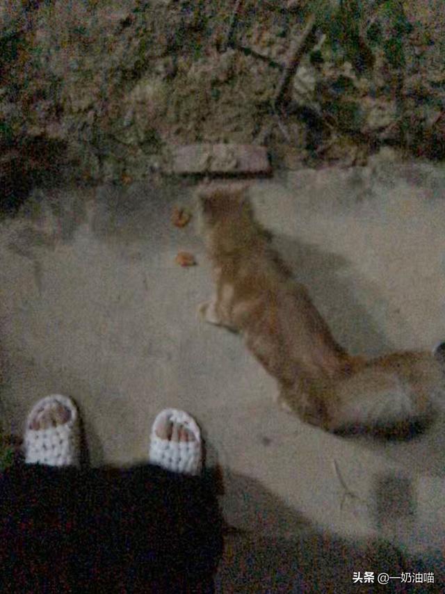 怎么判断自己家猫品种:怎么看猫咪是流浪猫还是家养猫？