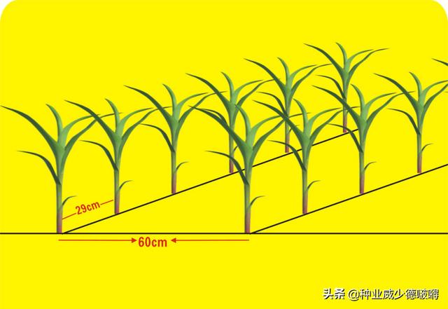 玉米株行距对照表图片