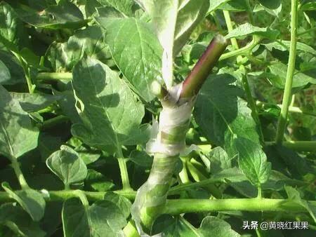 珍珠番茄的繁殖方式:黑珍珠番茄如何在家盆栽种植？