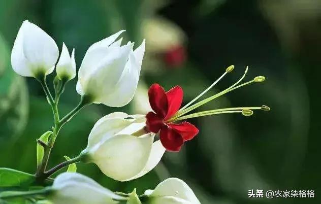 龙吐珠花:龙吐珠开花的时候怎样浇水？