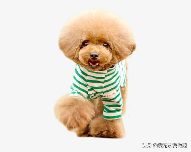 怎呢判断狗狗髌骨脱位:泰迪犬腿瘸的原因有哪些？
