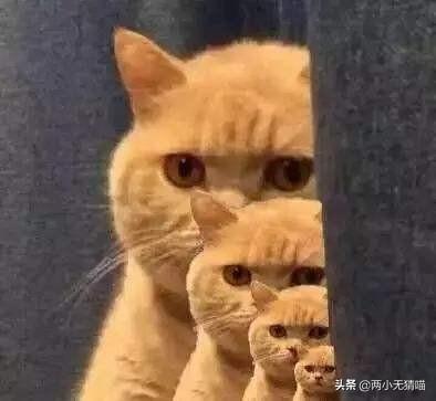 吸猫为什么有快感猫:为什么猫咪拉完屎后很兴奋？