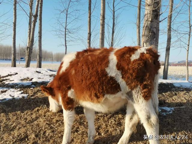 牛瓣胃阻塞怎么治？