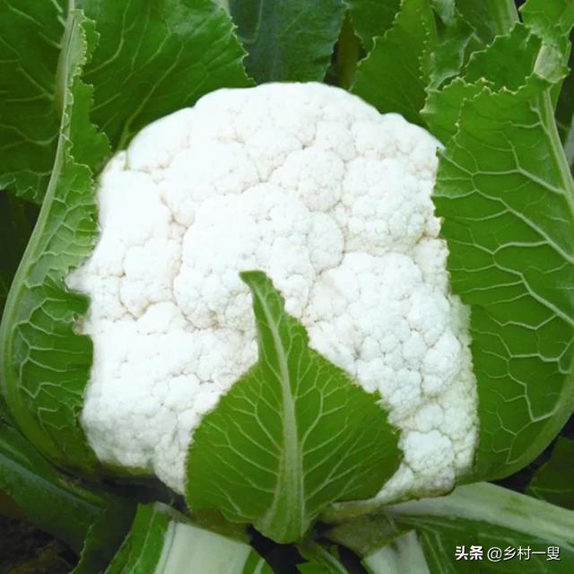 精选优质答案:花菜什么时候种植春菜花应于12月下旬温