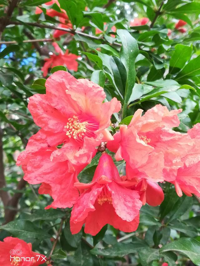 你家里种了什么花草？