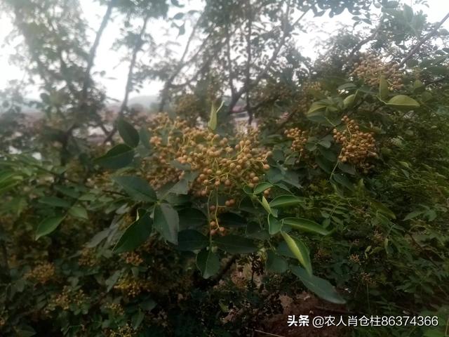 花椒有哪些品种？什么品种的花椒最容易采摘？