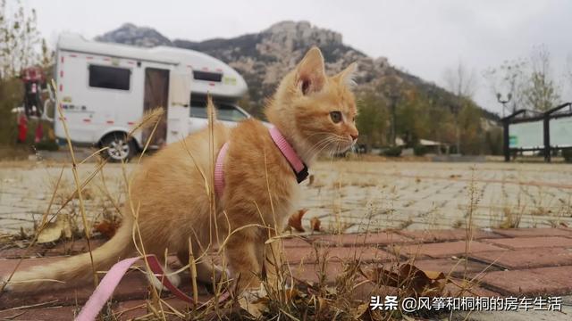 将猫咪放微波炉视频:房车旅行可以带猫吗？为什么？