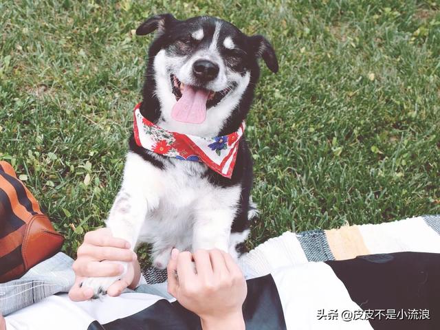 米格鲁犬遛弯能放狗绳吗:两个月的狗狗可以带它出去溜达吗？