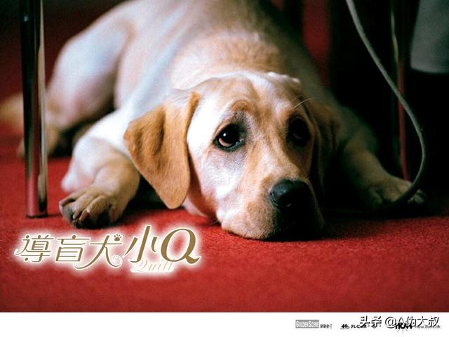 导盲犬珍妮 寄养家:导盲犬珍妮退役后的生活 年度催泪影片《小Q》，背后是一个怎样的故事？