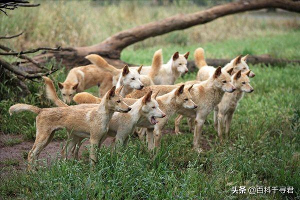 澳洲野犬:宠物狗的祖先是狼还是野犬，有何依据？