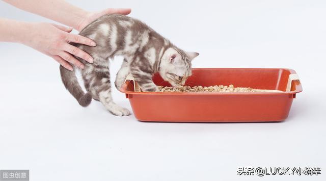 宠物除味剂信息:猫窝用什么消毒水去味？猫窝用消毒水能去味吗？ 宠物除味剂有用吗