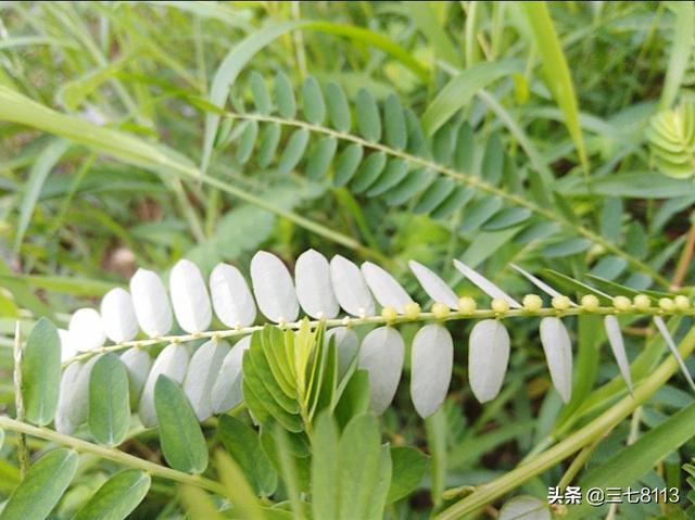 药材买卖通(农村山里的野生药材，怎么卖出去，有销路吗？