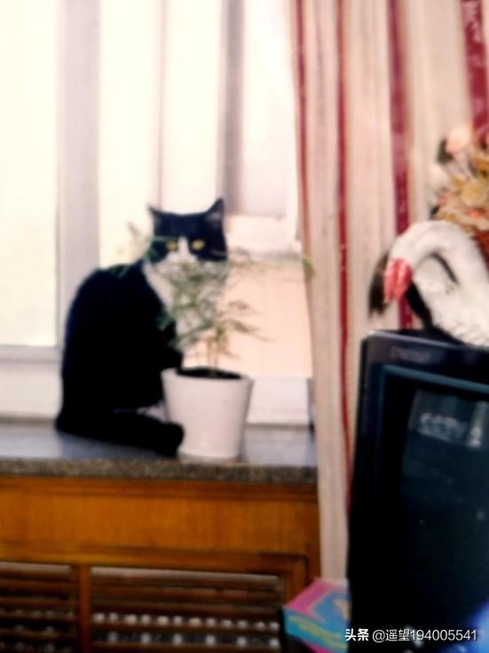 给猫咪减肥:如何避免给猫做绝育后，猫会恨主人的问题？ 给猫咪减肥的方法