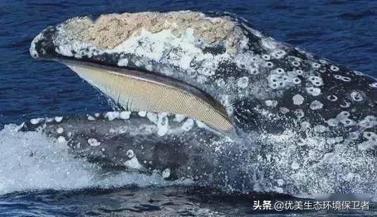藤壶可以吃吗，为什么鲸类身上容易寄生藤壶、鲸虱，而海豚不会？