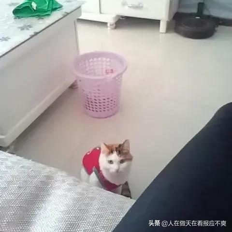 你什么时候被猫的智商震惊了？插图45