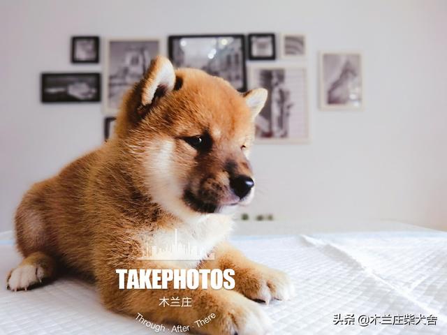 专业养狗知识的网站:用什么方法来养狗，会让狗狗更好更健康呢？