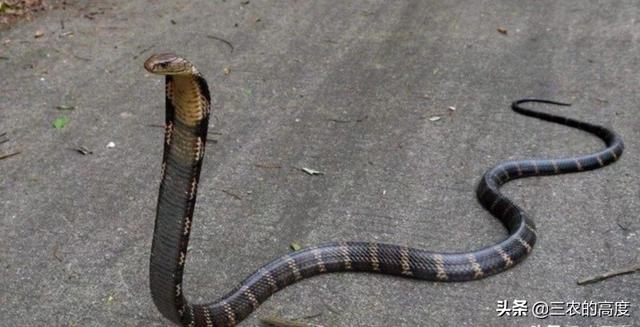中国最吓人的一条大蛇，在农村你觉得哪些蛇最可怕，不能靠近