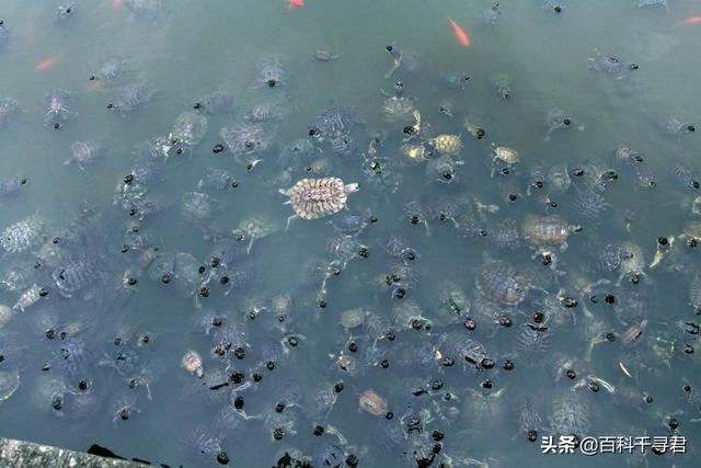 四川乌龟养殖户:都说鳄龟、巴西龟放生没有天敌，为什么浙北地区没有泛滥？