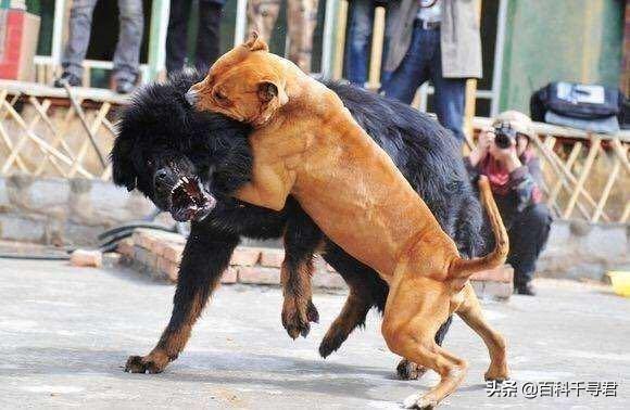 什么狗能咬死藏獒照片:藏獒真的比老虎狮子强吗？