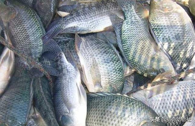 我国罗非鱼养殖大省主要是哪些，罗非鱼在什么环境下养殖好