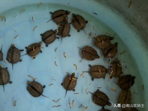 观赏龟怎么过冬:今年龟苗可以过冬吗？怎么养护？