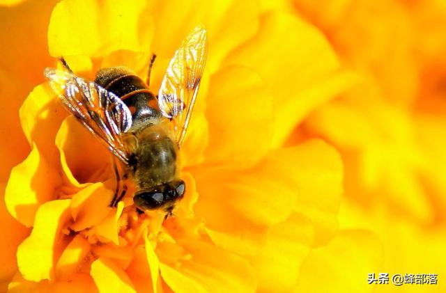 没有蜜蜂生态系将会如何，全球蜜蜂数量锐减，如果蜜蜂彻底灭绝，人类将会面临怎样的处境