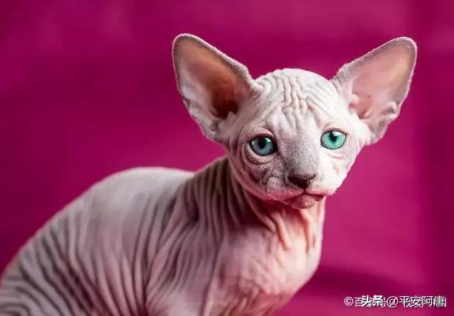 加拿大无毛猫:怎么买斯芬克斯无毛猫不会看好不好怎么买