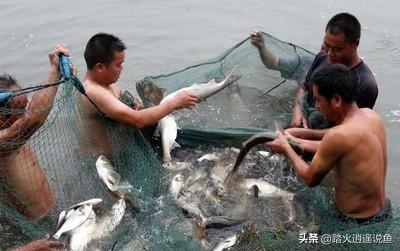 鲶鱼吃什么长得最快:鲶鱼吃什么饲料 养殖鱼用什么饲料长的快？