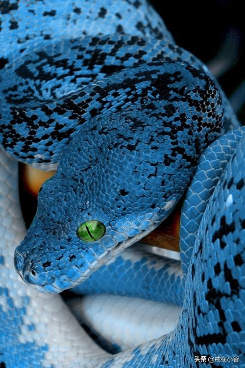 属蛇的人性格是啥样的，属蛇的人有什么优点和缺点