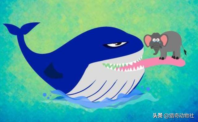 蓝鲸真的能吞一头大象和人吗？人被鲸鱼吞下会是一种怎样的体验？