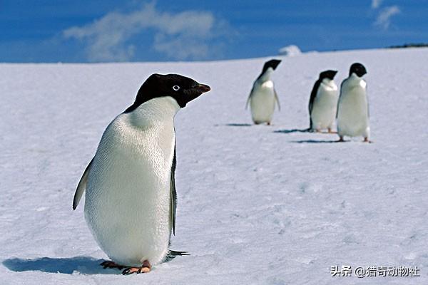 为什么企鹅被称为自然界最腹黑的动物？插图1