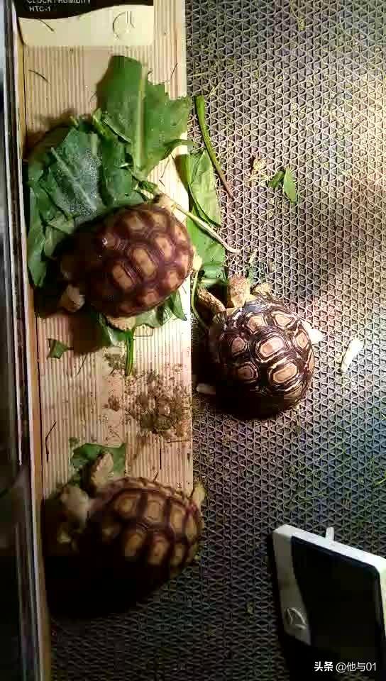 小苏卡达象龟主吃:苏卡达陆龟早期饲养环境布置时需注意哪些问题？