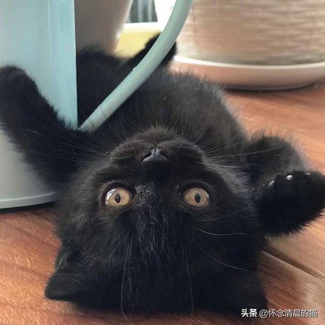土猫:养一只灰色土猫（不是狸花猫）是一种什么样的体验？ 土猫图片