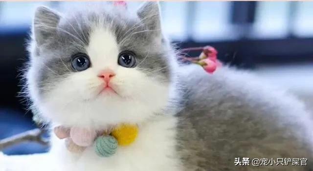 猫泛白细胞减少症治疗:最有效的猫瘟治疗办法谁知道？