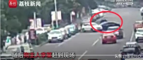 心机狗狗开车撞倒大树:开车过马路撞死一只狗，车主需要赔偿甚至负法律责任不？