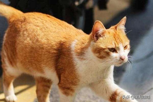 日本田园猫的特点:新手第一次养猫，建议田园猫还是品种猫？